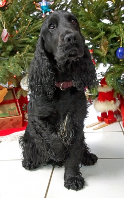 Woody
Christmas 2006
Keywords: Woody cocker spaniel Christmas