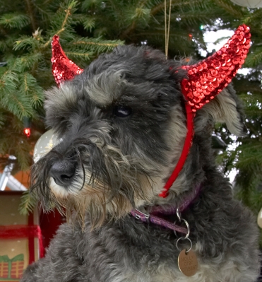Molly With the Red Devil Ears
Not really sure why red devil ears are part of a Christmas theme.  Beneath the Lucies Farm Christmas tree, 2006
Keywords: Molly red devil dog ears Christmas tree miniature schnauzer