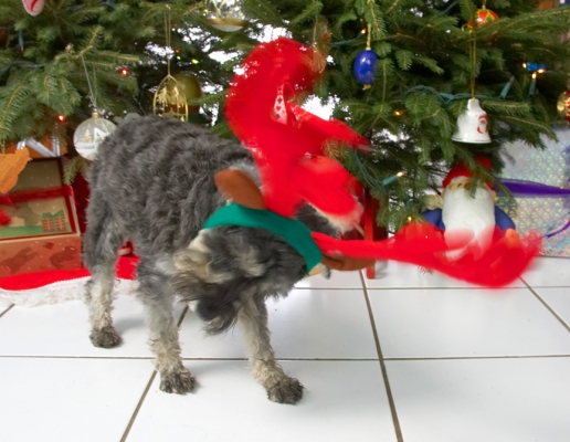 Molly and the Red Antlers
Needless to say, the large red antlers were only on Molly for a split second.  Christmas 2006
Ključne besede: Molly red antlers Christmas minature schnauzer
