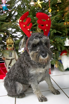 Molly and the Red Antlers
Christmas 2006
Palabras clave: Molly miniature schnauzer red antlers Christmas tree