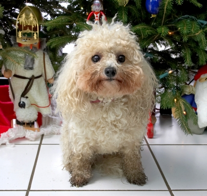 Morgan Beneath the Christmas Tree
2006
Avainsanat: Morgan Christmas tree