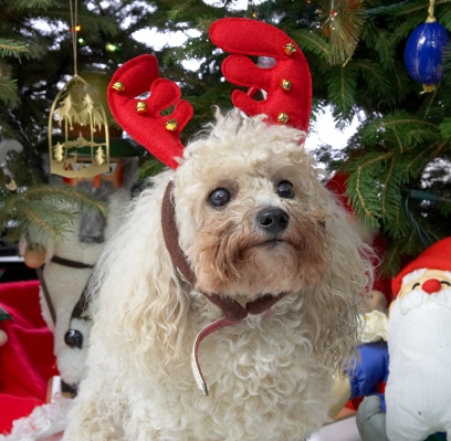 Morgan and the Red Antlers
Beneath the Christmas tree, 2006
Keywords: Morgan red antlers Christmas tree