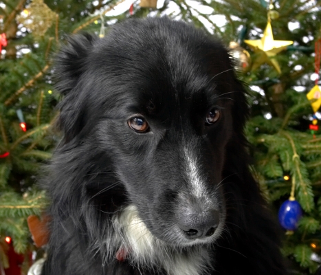 Barney
Beneath the Christmas tree at Lucies Farm, 2006.  Looking shy.
Ключевые слова: Barney Christmas tree shy