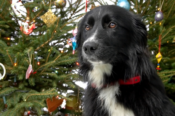 Barney's Christmas Portrait
Beneath the Christmas tree, 2006
Schlüsselwörter: Barney Christmas tree portrait
