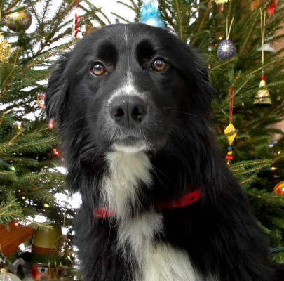 Barney
Christmas 2006
Ключевые слова: Barney Christmas tree