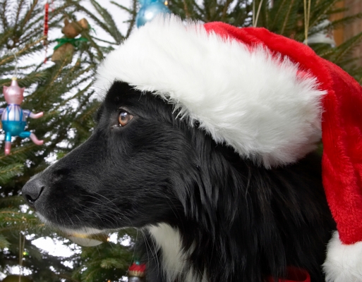 Barney in the Santa Hat
Needless to say, Barney didn't wear the Santa hat for long.  Christmas 2006
Palabras clave: Barney Santa hat Christmas