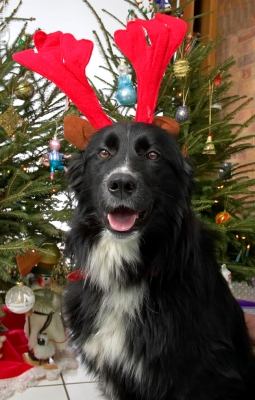Barney and the Large Red Antlers
Christmas 2006 at Lucies Farm
Palabras clave: Barney red antlers Christmas proud