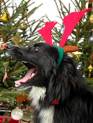 Barney and the Red Antlers
And a great big yawn.  Christmas 2006 at Lucies Farm
Keywords: Barney yawn red antlers Christmas tree tongue