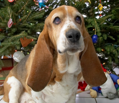 Douglas
Beneath the Christmas tree, 2006
Słowa kluczowe: Douglas Christmas tree basset hound