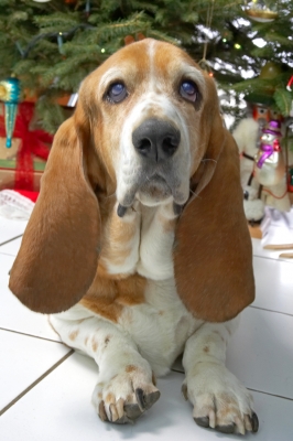 Douglas
Beneath the Christmas tree, 2006
Słowa kluczowe: Douglas Christmas tree basset hound