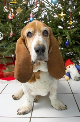 Douglas
Beneath the Christmas tree, 2006
Keywords: Douglas Christmas tree basset hound