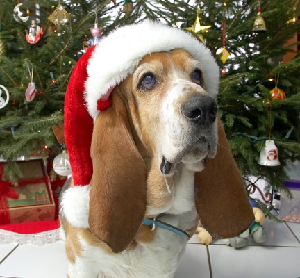 Douglas and the Santa Hat
Beneath the Christmas Tree, 2006
Keywords: Douglas Christmas tree basset hound Santa hat