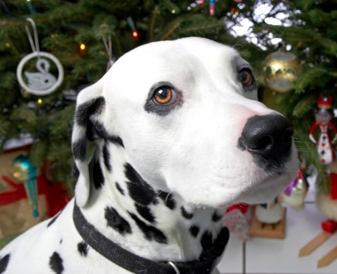 Alfie
Beneath the Christmas tree, 2006
Palabras Clave: Alfie dalmatian Christmas tree
