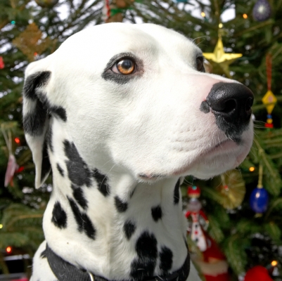 Alfie
Beneath the Christmas tree, 2006
Schlüsselwörter: Alfie dalmatian Christmas tree