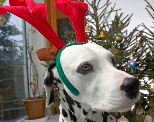 Alfie Wearing the Big Red Antlers
Beneath the Christmas tree at Lucies Farm, 2006
Schlüsselwörter: Alfie dalmatian red antlers Christmas tree