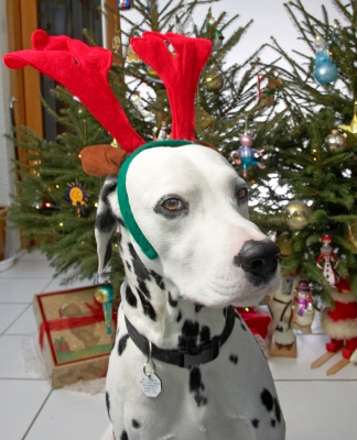 Alfie and the Big Red Antlers
Christmas, 2006
Ключові слова: Alfie dalmatian red antlers Christmas tree