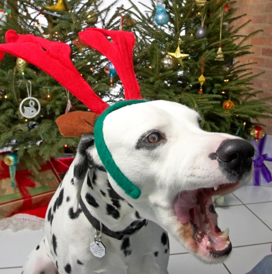 Alfie and the Big Red Antlers
And a big yawn.  "When can I take these silly red antlers off?"  Christmas 2006
Keywords: Alfie yawn red antlers Christmas tree