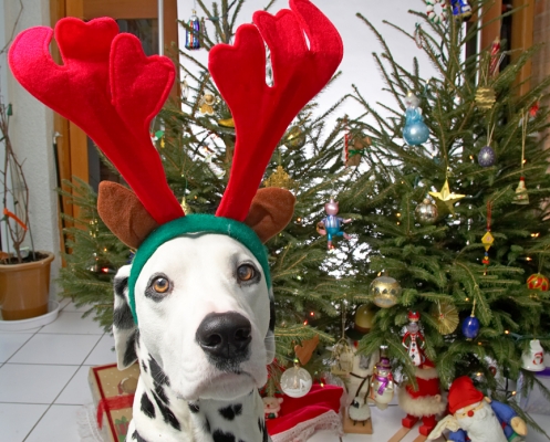 Alfie and the Big Red Antlers
Christmas 2006
Keywords: Alfie red antlers Christmas tree