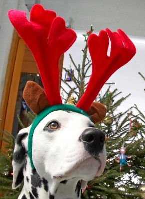 Alfie and the Red Antlers
Christmas 2006
Mots-clés: Alfie dalmatian red antlers Christmas