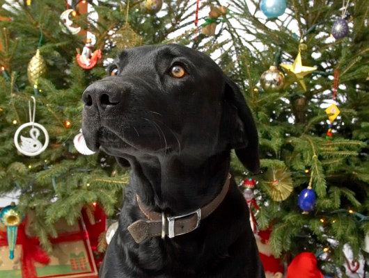 Ключевые слова: Harvey Buddy Christmas tree