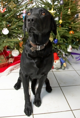 Schlüsselwörter: Harvey Buddy Christmas tree