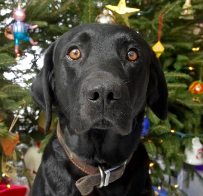 Ключові слова: Harvey Buddy Christmas tree
