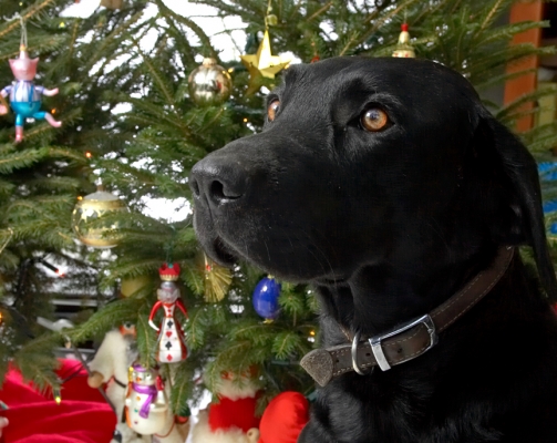 Klíčová slova: Harvey Buddy Christmas tree