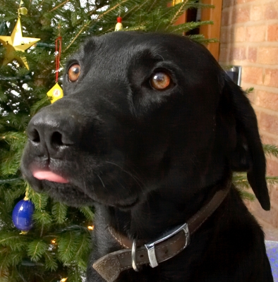 Anahtar kelimeler: Harvey Buddy Christmas tree tongue