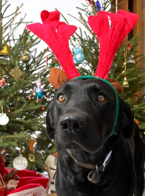 Palabras Clave: Harvey Buddy red antlers Christmas tree
