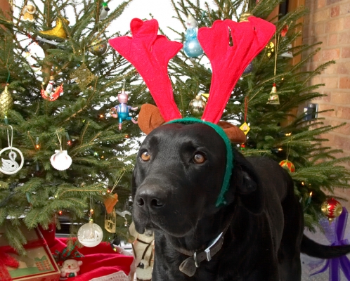 Keywords: Harvey Buddy red antlers Christmas tree