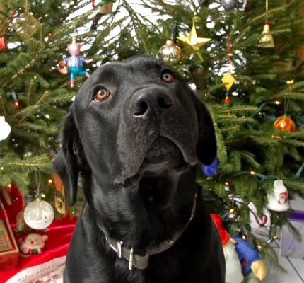 Mots-clés: Harvey Buddy Christmas tree