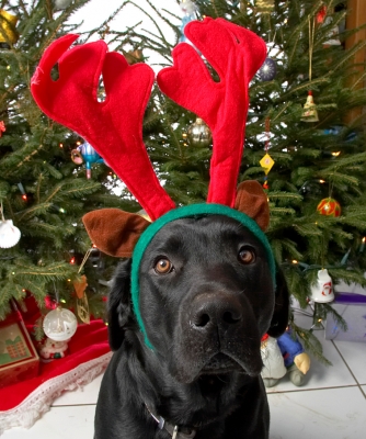 Keywords: Harvey Buddy red antlers Christmas tree