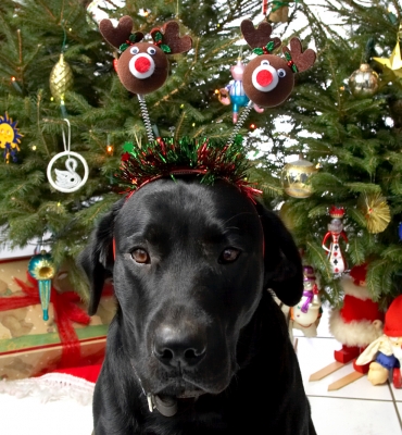 Keywords: Harvey Buddy Christmas tree