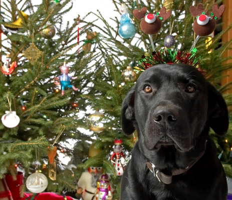 Keywords: Harvey Buddy Christmas tree
