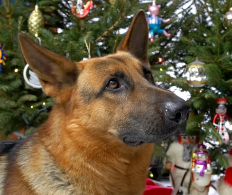 Sasha at Christmas
Beneath the Christmas tree, 2006
Avainsanat: Sasha German shepherd Christmas tree