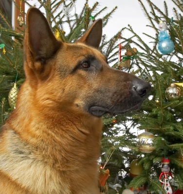 Sasha's Christmas Portrait
Beneath the Christmas tree, 2006
Ključne besede: Sasha