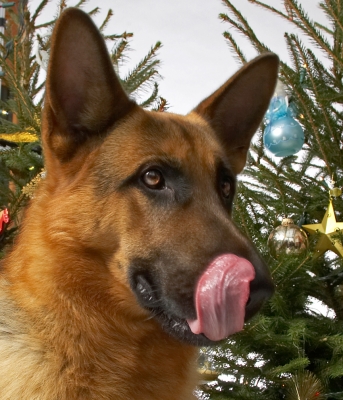 Sasha
Christmas 2006
Anahtar kelimeler: Sasha German shepherd Christmas