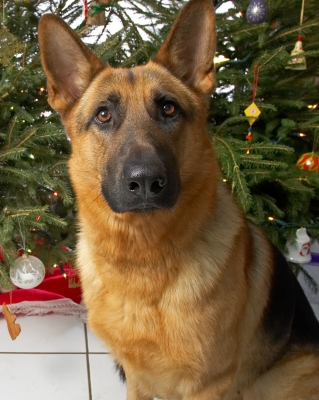 Sasha
Christmas 2006
Keywords: Sasha German shepherd Christmas tree