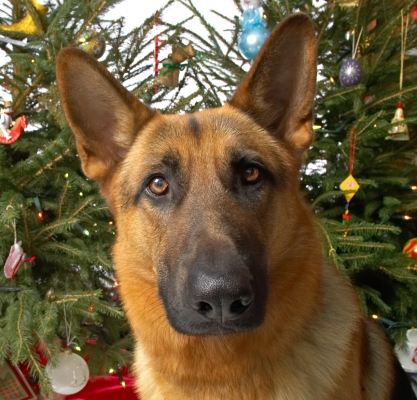 Sasha
Christmas 2006
Λέξεις-κλειδιά: Sasha German shepherd Christmas tree