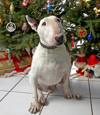 Kiko at Christmas
Kiko beneath the Christmas tree, 2006
Ključne besede: Kiko English Bull Terrier Christmas tree