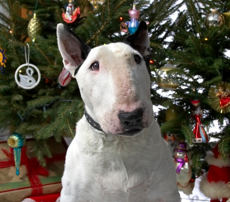 Kiko's Christmas Portrait
Christmas 2006
Avainsanat: Kiko English Bull Terrier Christmas tree