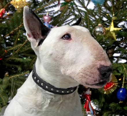 Kiko at Christmas
2006
Anahtar kelimeler: Kiko English Bull Terrier Christmas