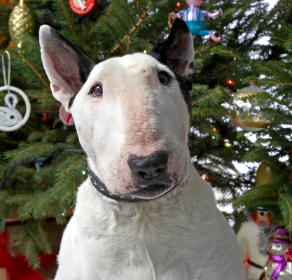 Kiko
Beneath the Christmas tree, 2006
Avainsanat: Kiko English Bull Terrier Christmas tree