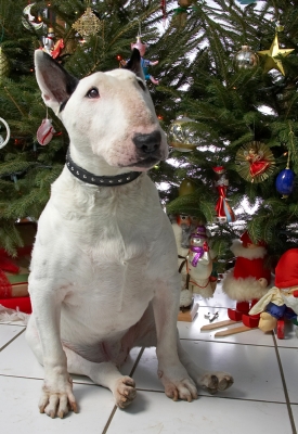 Kiko
Christmas 2006
Słowa kluczowe: Kiko English Bull Terrier Christmas tree