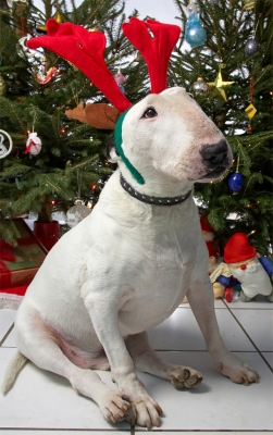 Kiko with the Red Antlers
Beneath the Lucies Farm Christmas tree, 2006
Schlüsselwörter: Kiko English Bull Terrier Christmas red antlers