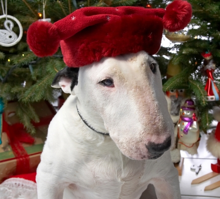 Kiko Wearing His Christmas Hat
He looks a bit like [url=http://tudorhistory.org/henry8/henryred2.jpg]Henry VIII[/url], with a bit of a Christmas twist.
Słowa kluczowe: Kiko English Bull Terrier Henry VIII red hat Christmas English Bull Terrier