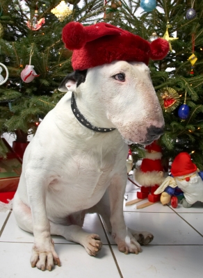 Kiko in His Red Christmas Hat
Beneath the Christmas tree at Lucies Farm, 2006
Klíčová slova: Kiko English Bull Terrier Christmas tree Henry VIII red hat