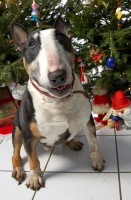 Tapa's Christmas Portrait
Beneath the Christmas tree, 2006
Ключові слова: Tapa English Bull terrier tri-colour tri-color tricolor Christmas tree