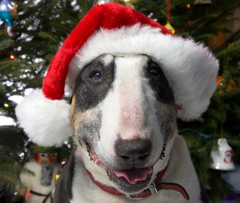 Tapa In His Santa Hat
Beneath the Christmas tree at Lucies Farm, 2006
Ключові слова: Tapa English Bull Terrier Christmas hat Santa hat red hat