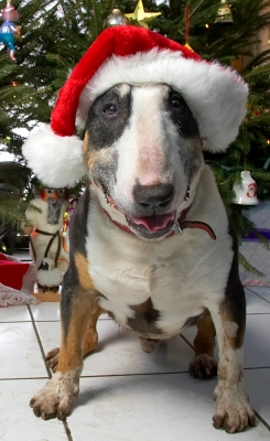 Tapa In His Santa Claus Hat
Beneath the Christmas tree at Lucies Farm, 2006
Klíčová slova: Tapa Santa Claus hat red hat Christmas tree English Bull Terrier